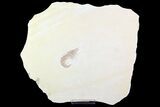 Detailed, Fossil Shrimp (Aeger) - Solnhofen Limestone #93233-2